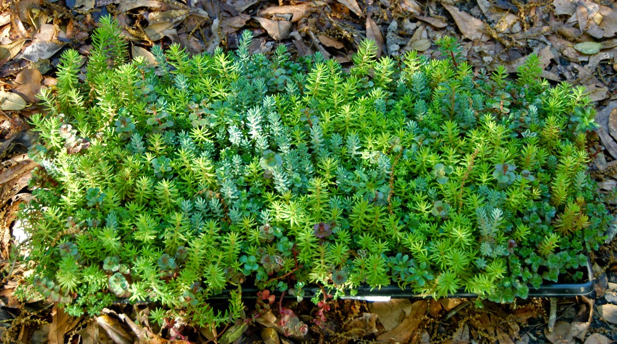 Natural Gardening Sedums and sedum mats