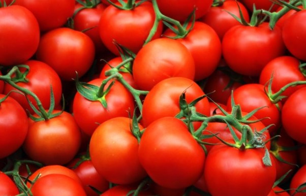 Growing Tomatoes From Seed