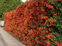 pyracantha berries poisonous to dogs