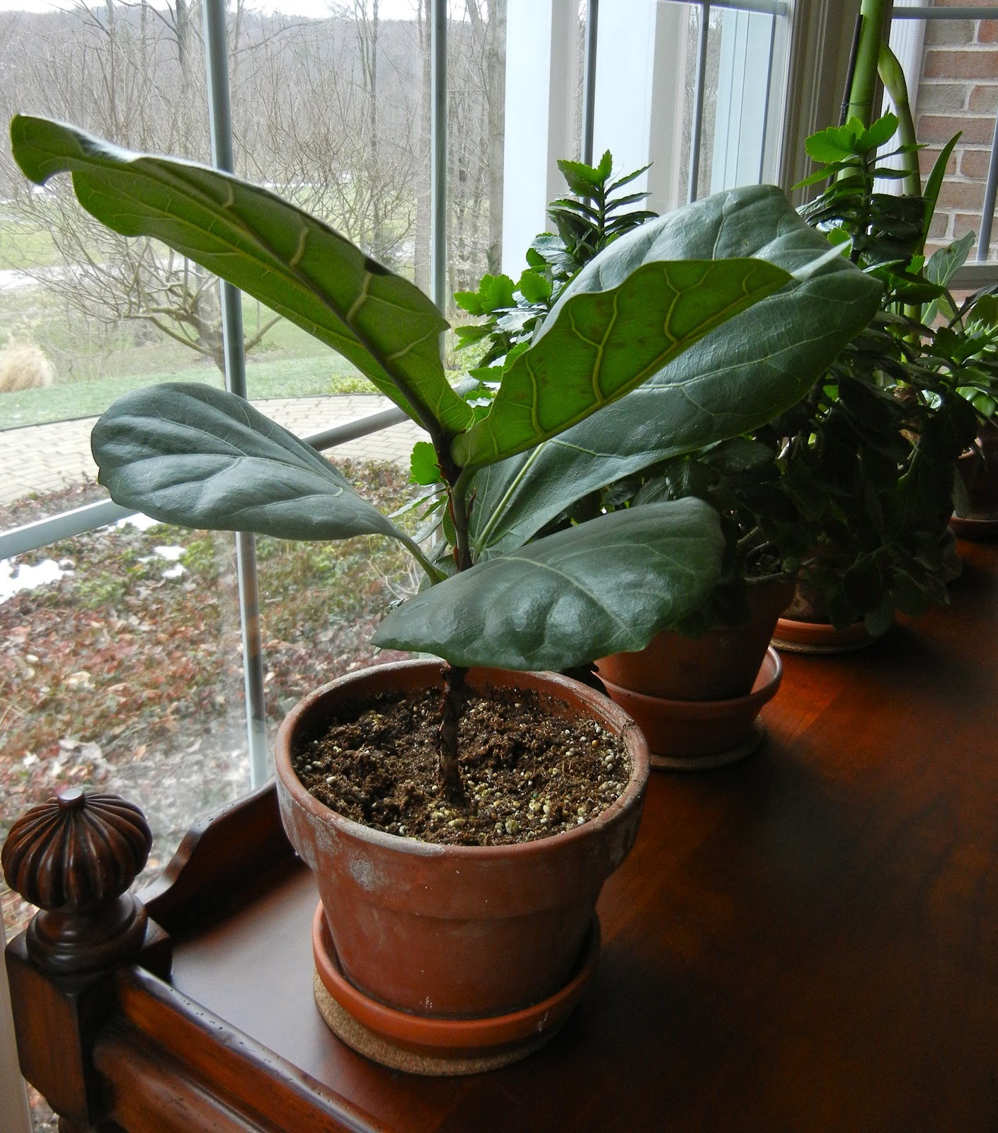 fiddle leaf propagating fig caring figs last few them been which curious gardener
