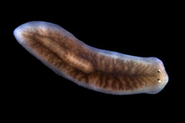 ONU Invertebrate Zoology: Lab 04 - Phyla Platyhelminthes, Rotifera, and