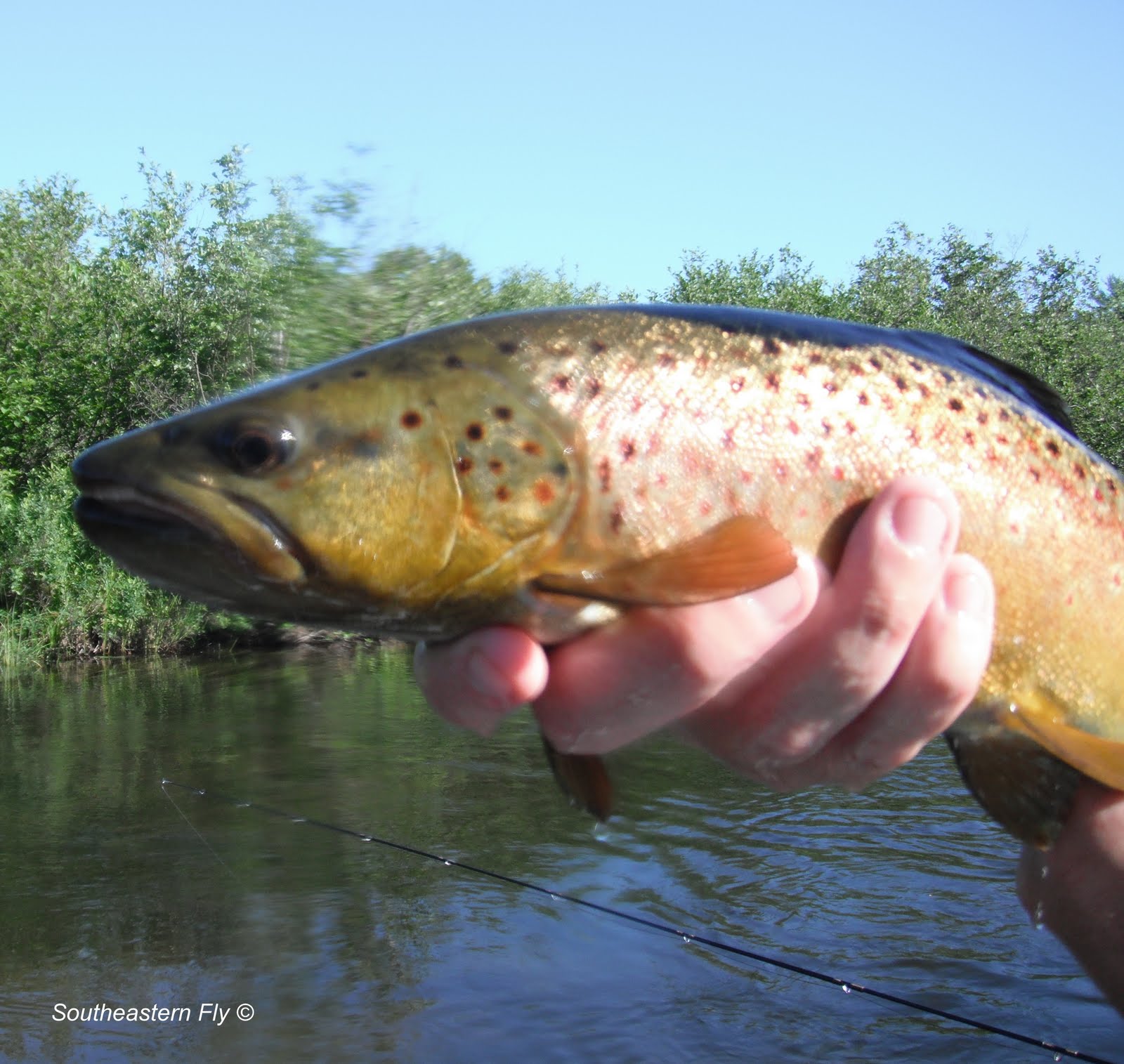 Southeastern Fly Fishing the Hex Hatch Spinner Fall
