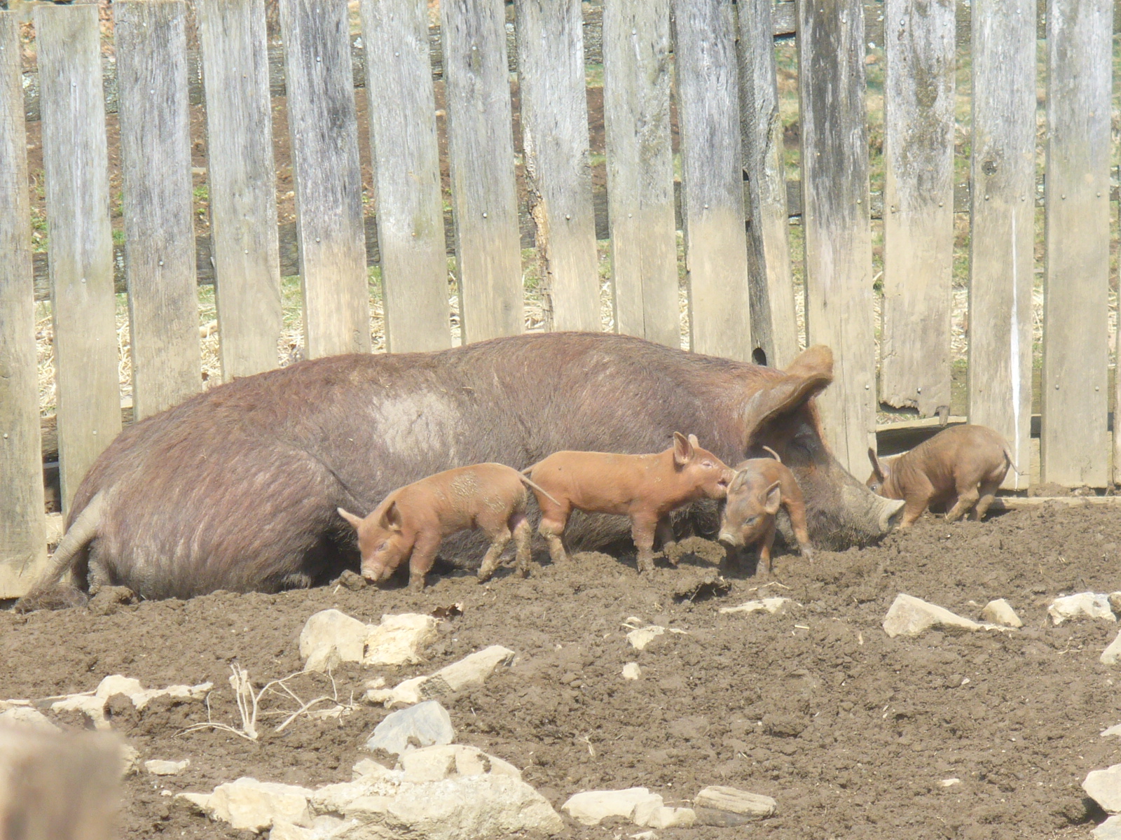 World Turn'd Upside Down Colonial Raspberry Tart Recipe from 1774