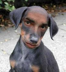 gambar gambar lucu anjing