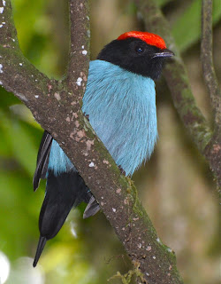 Blue Manakin Male, Chiroxiphia caudata