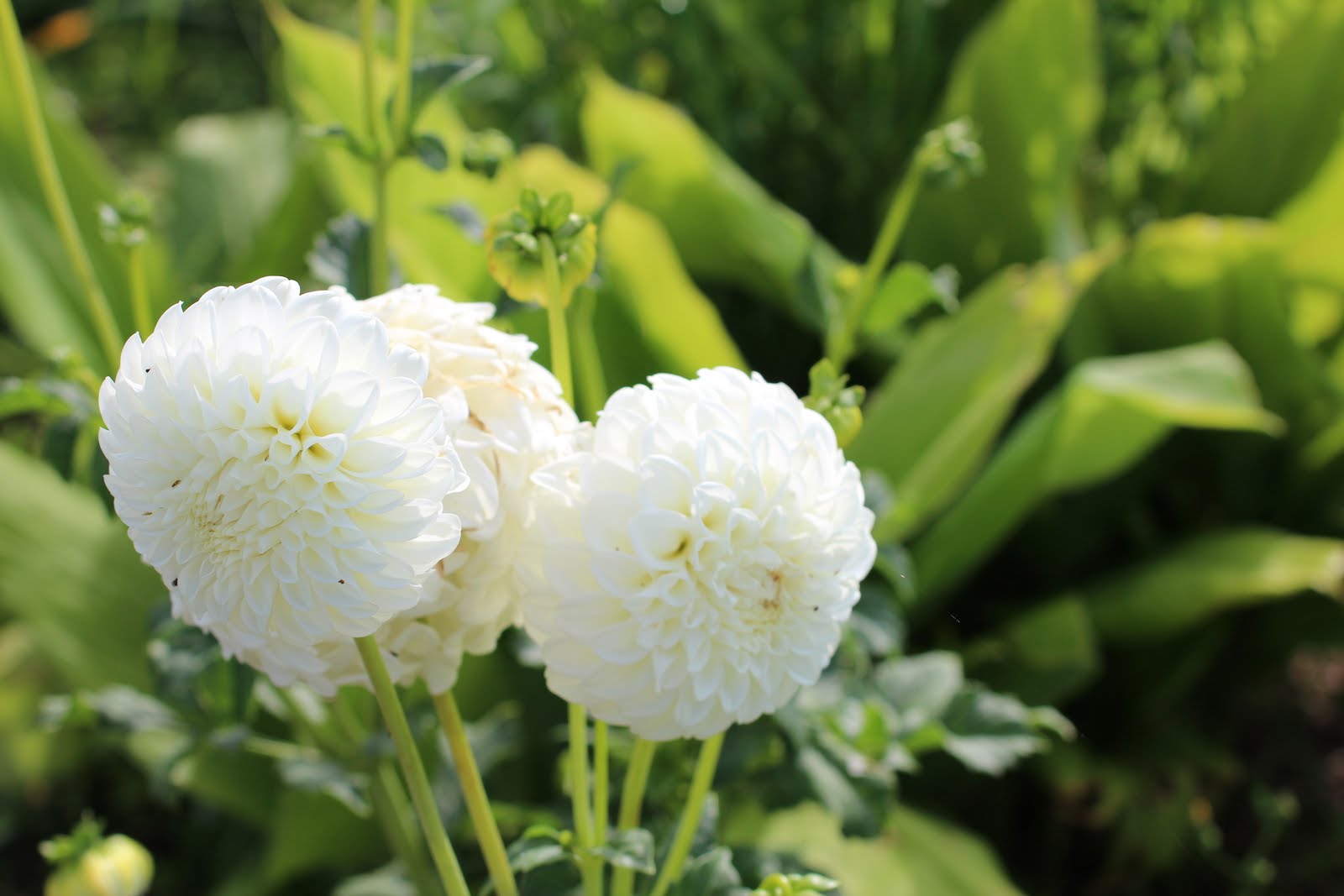 Florez Nursery Some Summer White Flowers