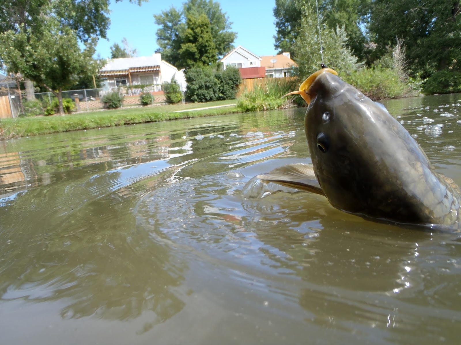 FlyCarpin Ten Tips for Catching Carp In Muddy Water
