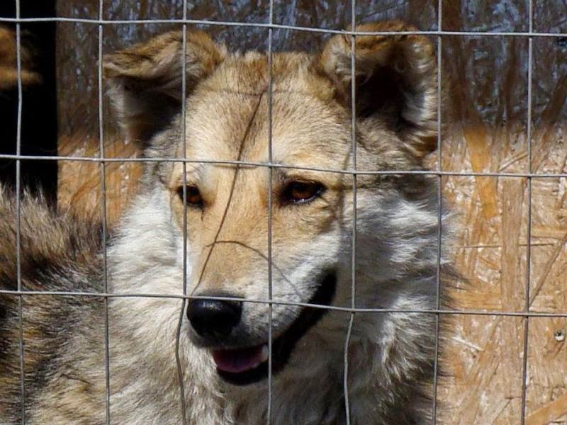 Lien vers les mâles au refuge de "Tamara"