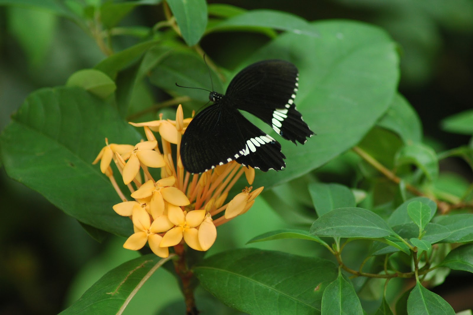 Explore Colorado The Butterfly PavilionThe Blue Morpho Butterfly