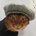 Etsy's Hottest New Cat Model