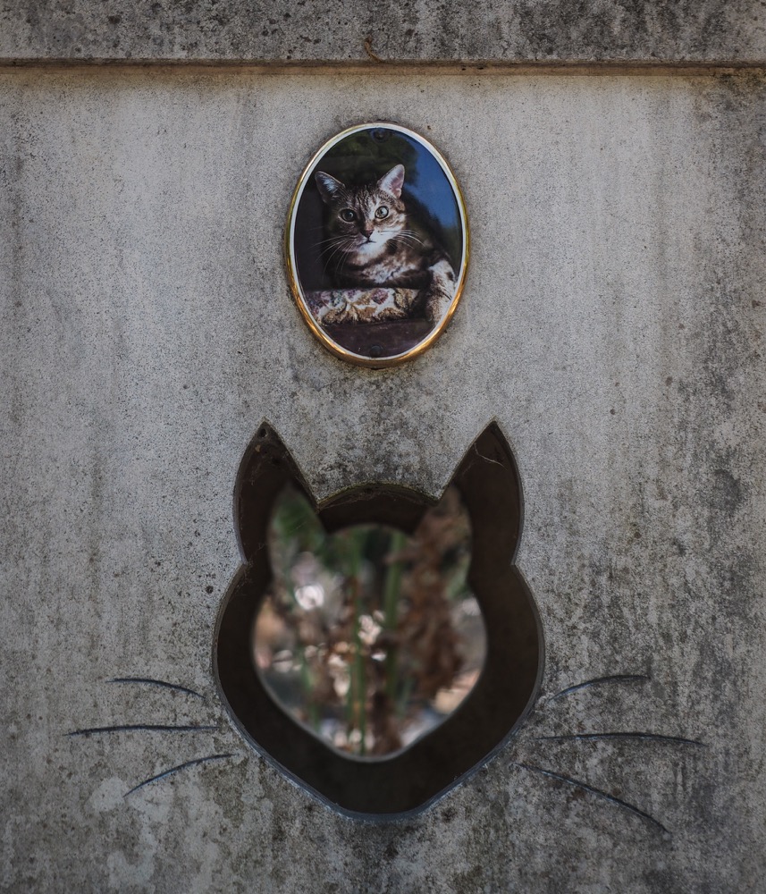 Pet Cemetery Any Port in a Storm