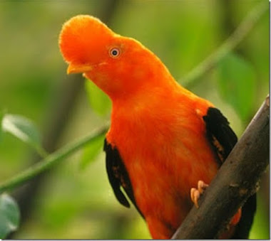 Gallito de las rocas