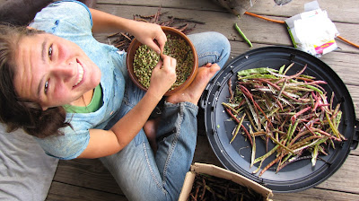 spring creek farm pioneer tn wwoof usa shelling field peas