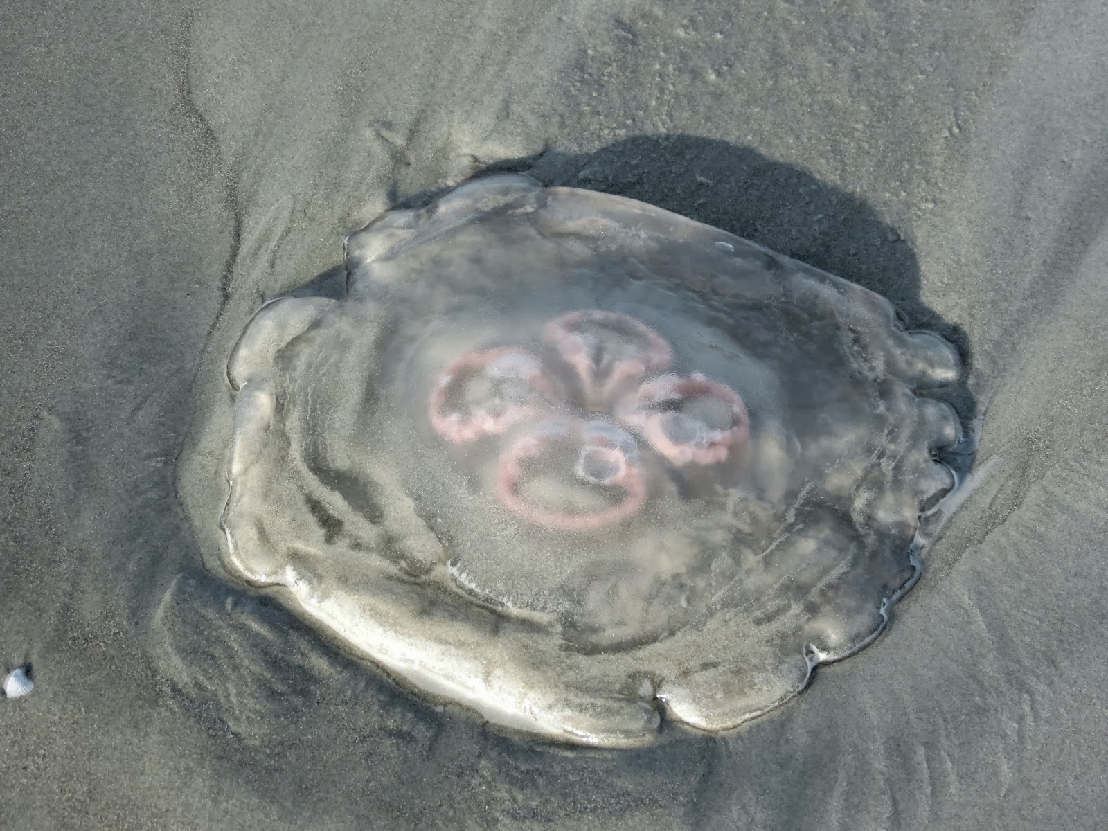 Angels for You Jellyfish A Lesson in Maintaining Balance