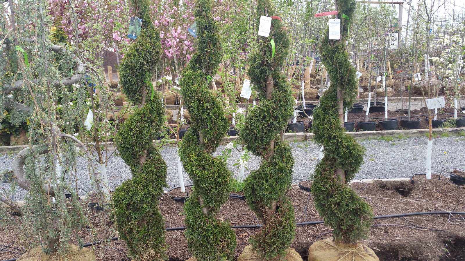 TURBOTVILLE LANDSCAPE AND SUPPLY Shrubs and Plants