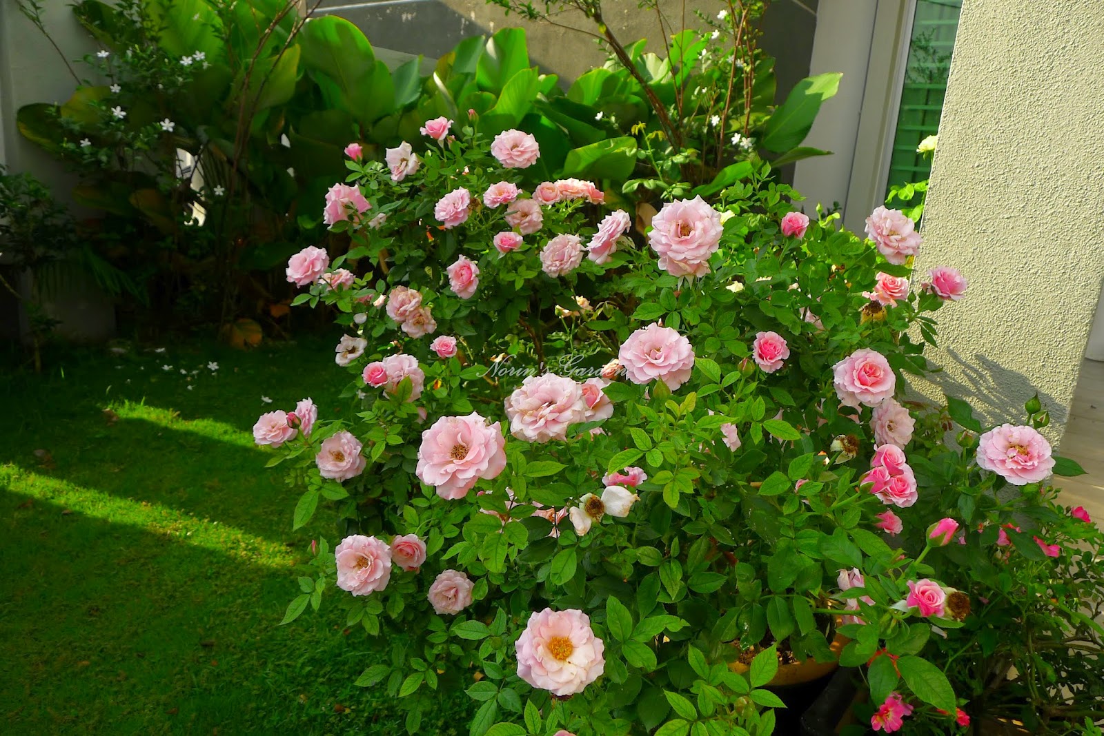 💐 Turabah 100 biji bunga ros campur, 100 bunga ros yang indah di dalam  pasu