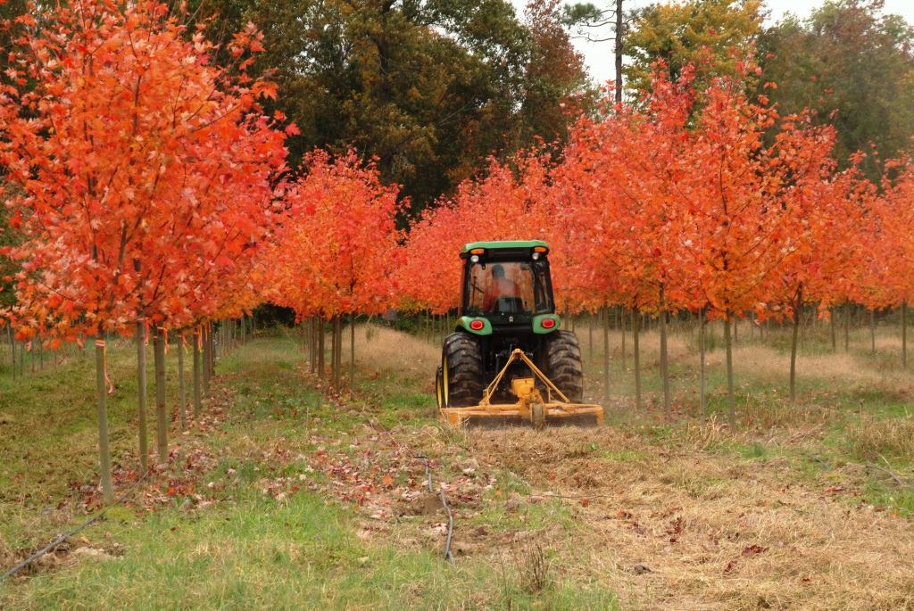 Ben's Creek Landscaping How long do trees live?