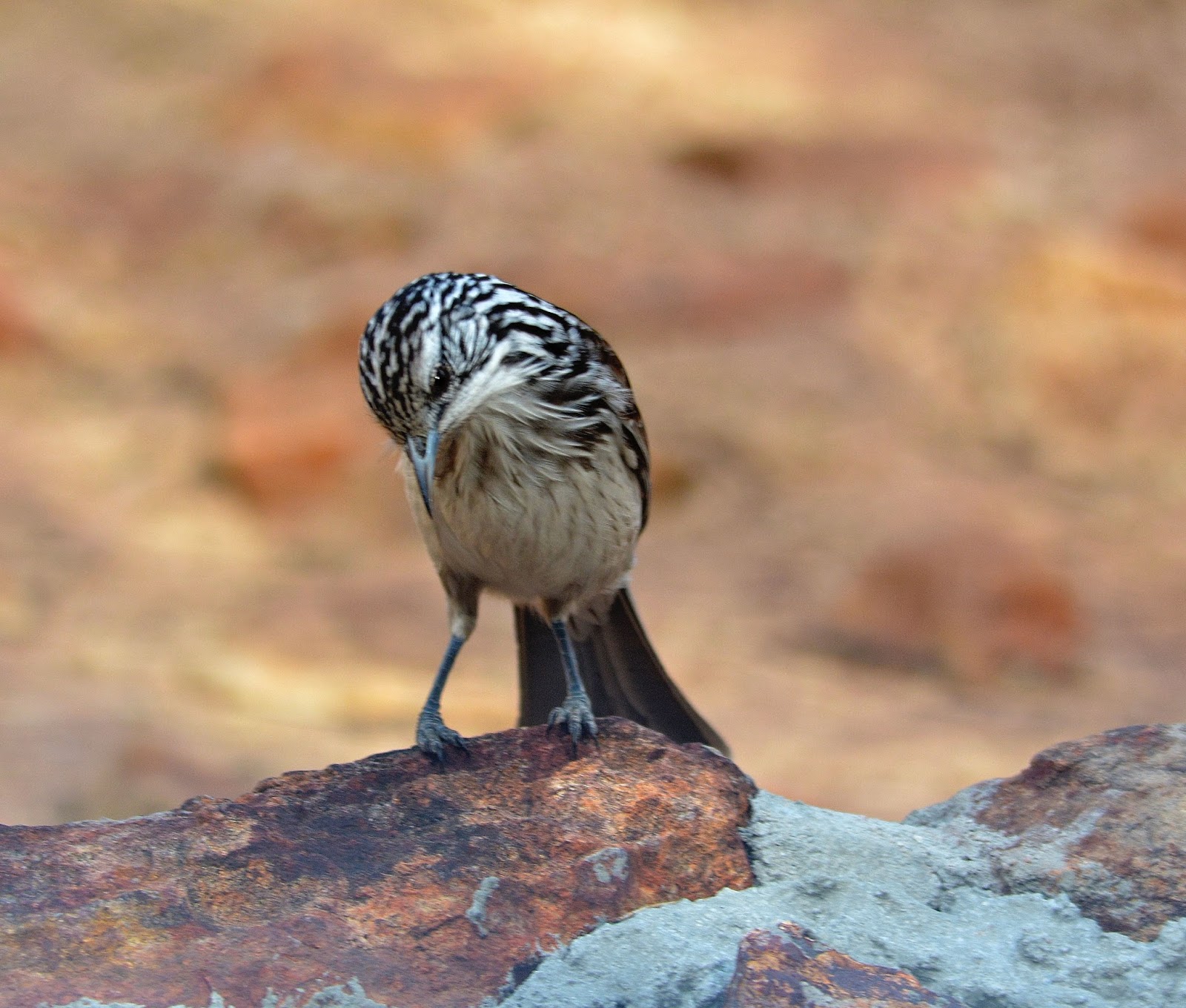 Gympie&District Field Naturalists BIRDS MYALL PARK BOTANICAL GARDENS