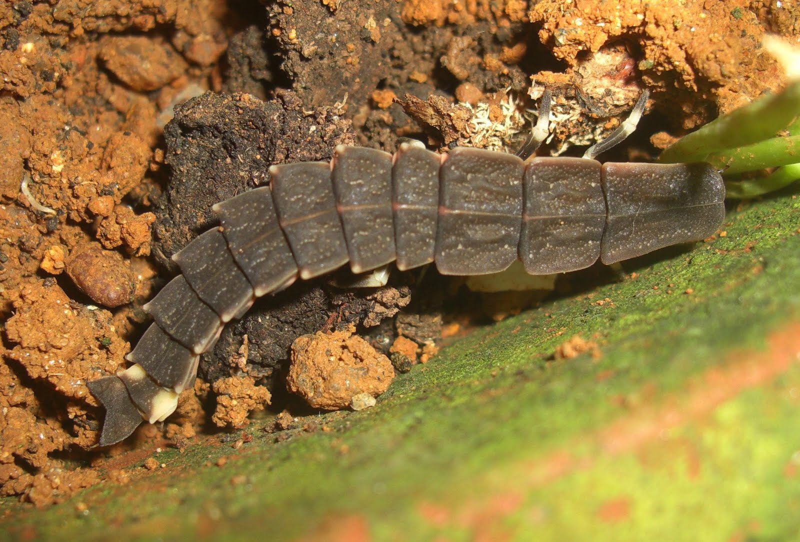 Photography & Me Trilobite Beetle vs Firefly Larva
