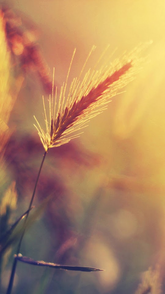Wheat Plant Closeup Warm Colors Android Wallpaper