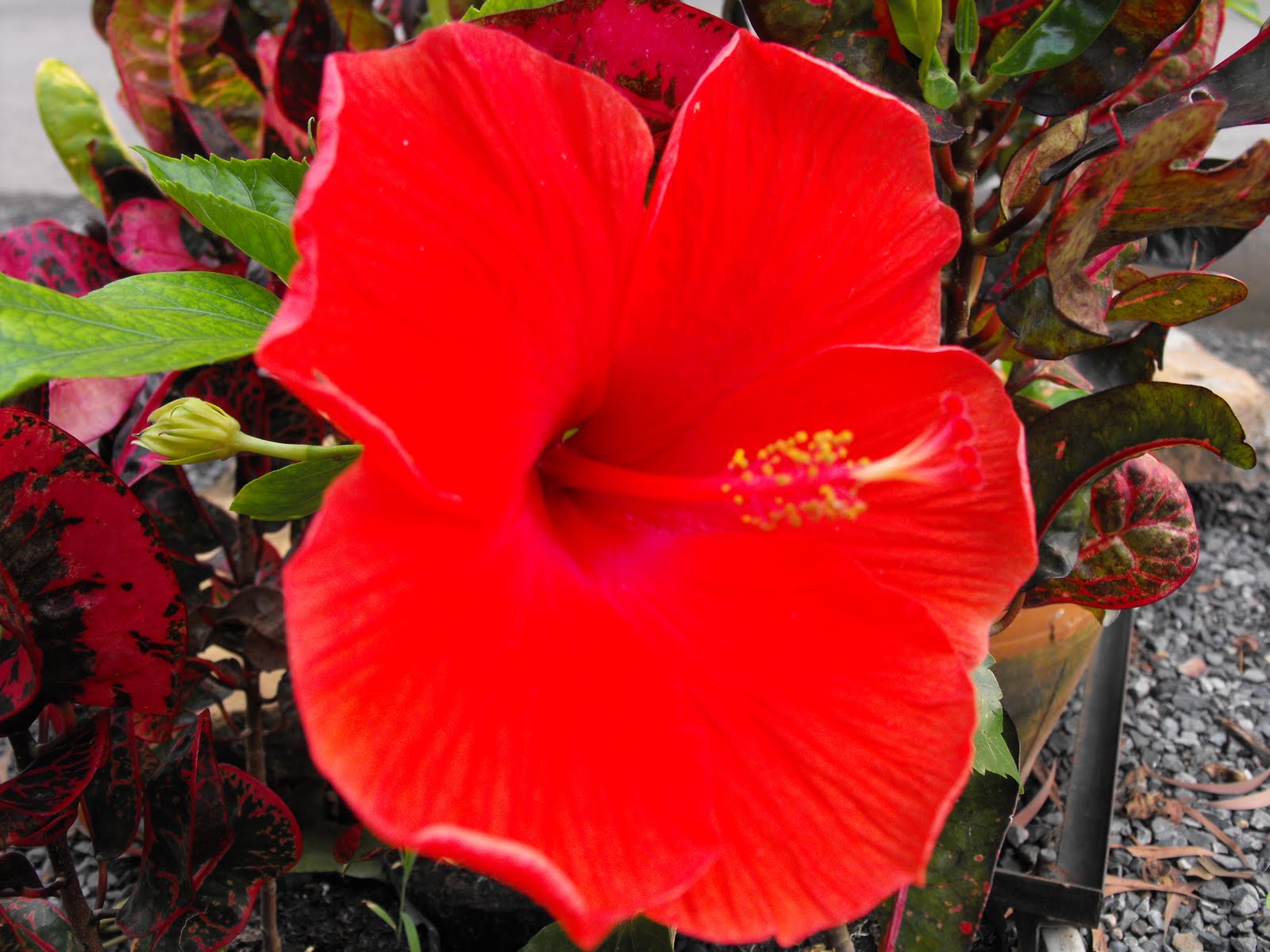 Red Gumamela
