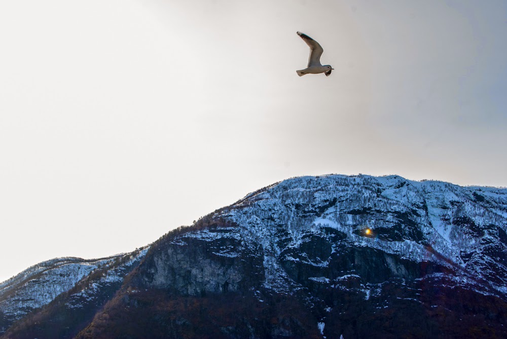Seagulls flying beside the cruises Fjord cruise of norway