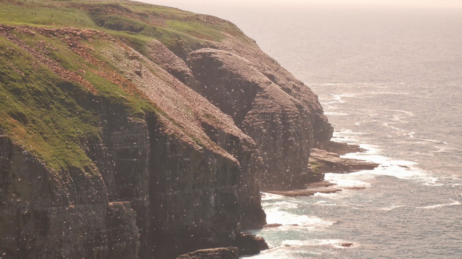 Cape St. Mary's, Newfoundland