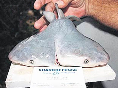 Rare : Ikan Jerung Berkepala Dua Pertama Di Dunia (3 Gambar) | Aku