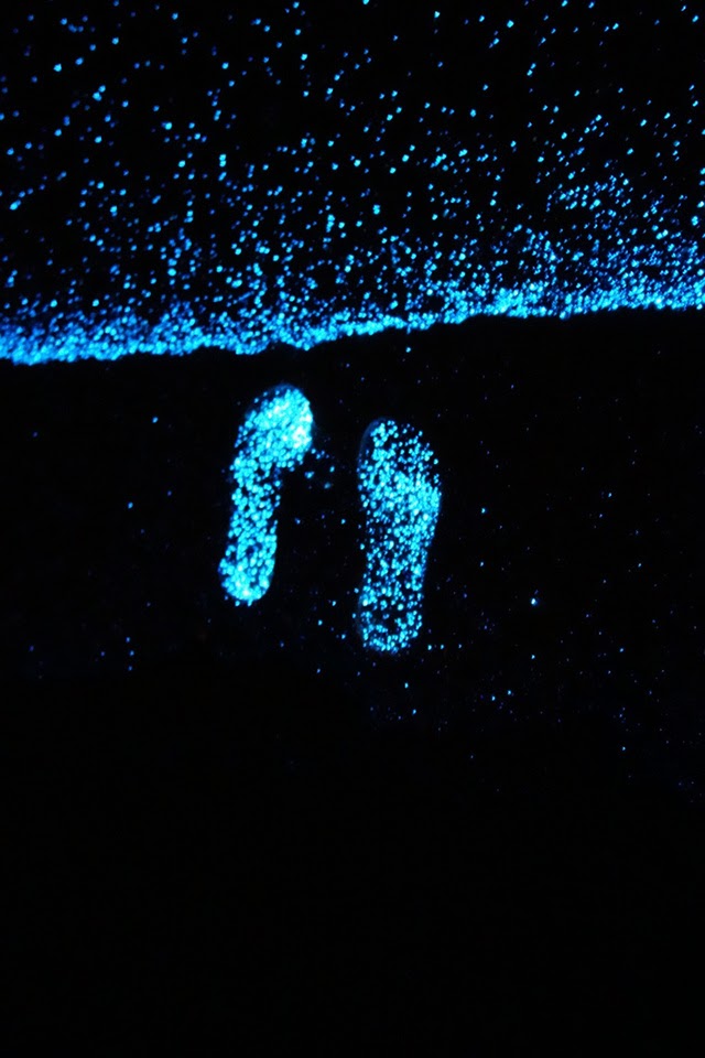 [Imagen: fitoplacton-bioluminiscente-en-maldivas-03.jpg]