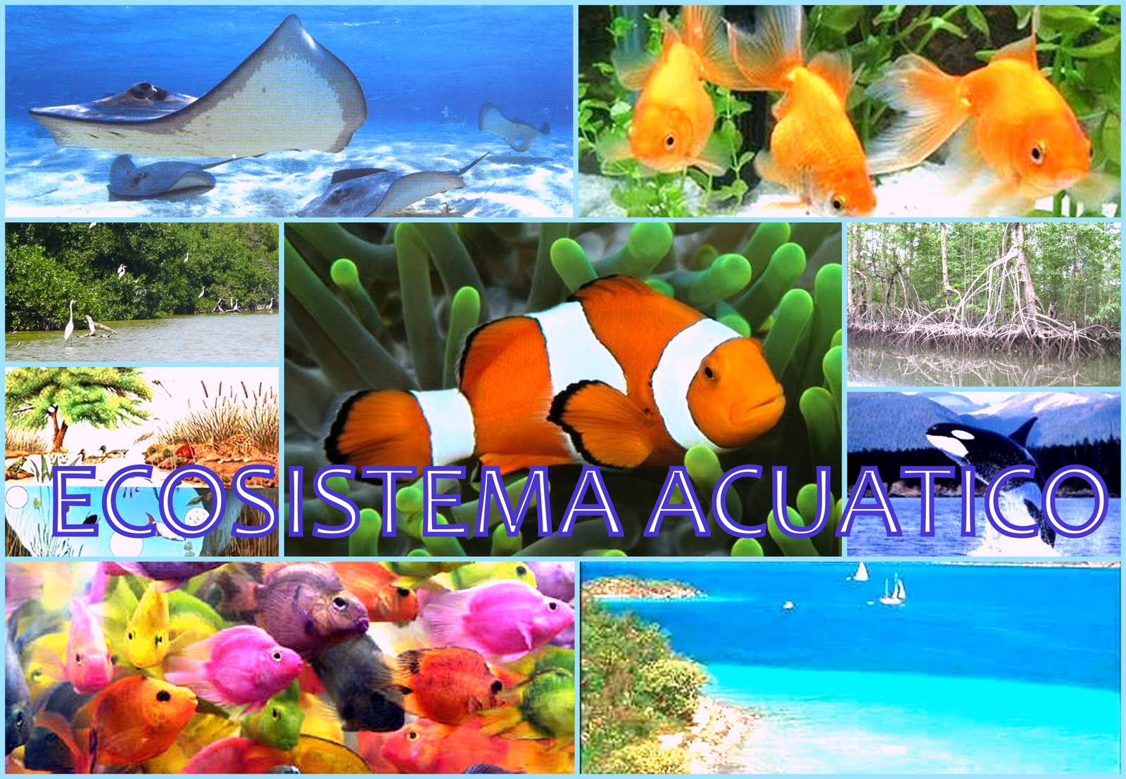 Ecosistemas Terrestres Ecosistemas Acuaticos
