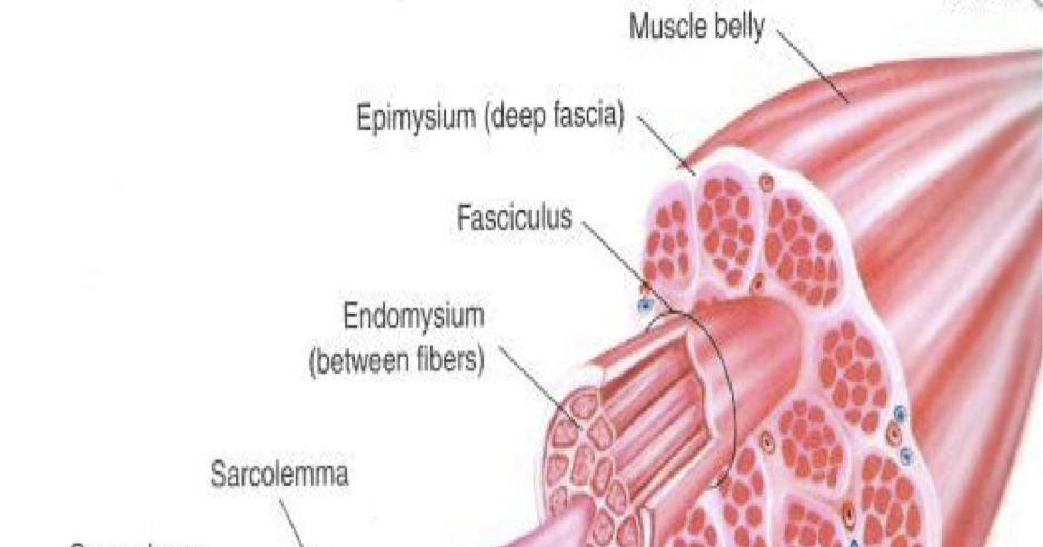 Pan American Anatomy: Microscopic Anatomy