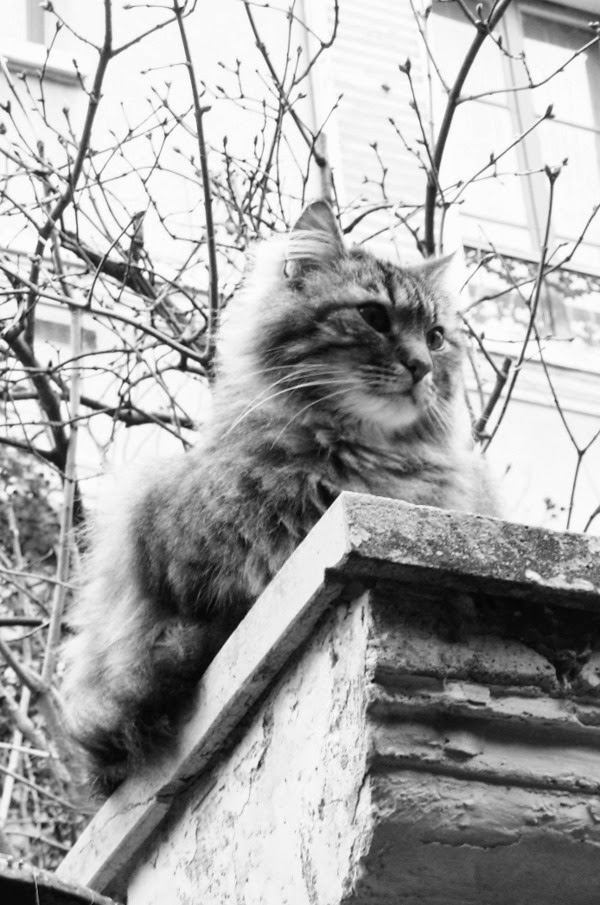 meilleur chat rencontres