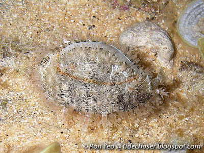 Gold-ringer Cowrie (Monetaria annulus) Gold-ringer Cowrie (Monetaria annulus)