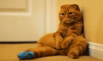 Sad Cat Gif