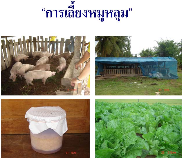 อัลบั้ม 102+ ภาพพื้นหลัง การเลี้ยงกระแต ครบถ้วน