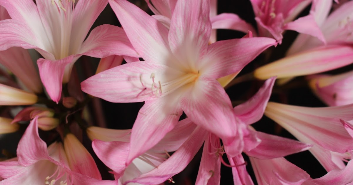 GBBD Jersey Lilies and Latin Shenanigans