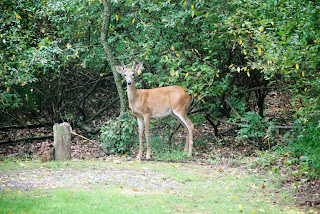 Deer wallpapers hd - Free Wallpaper