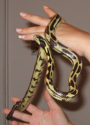 Snakes: Banana King Snake