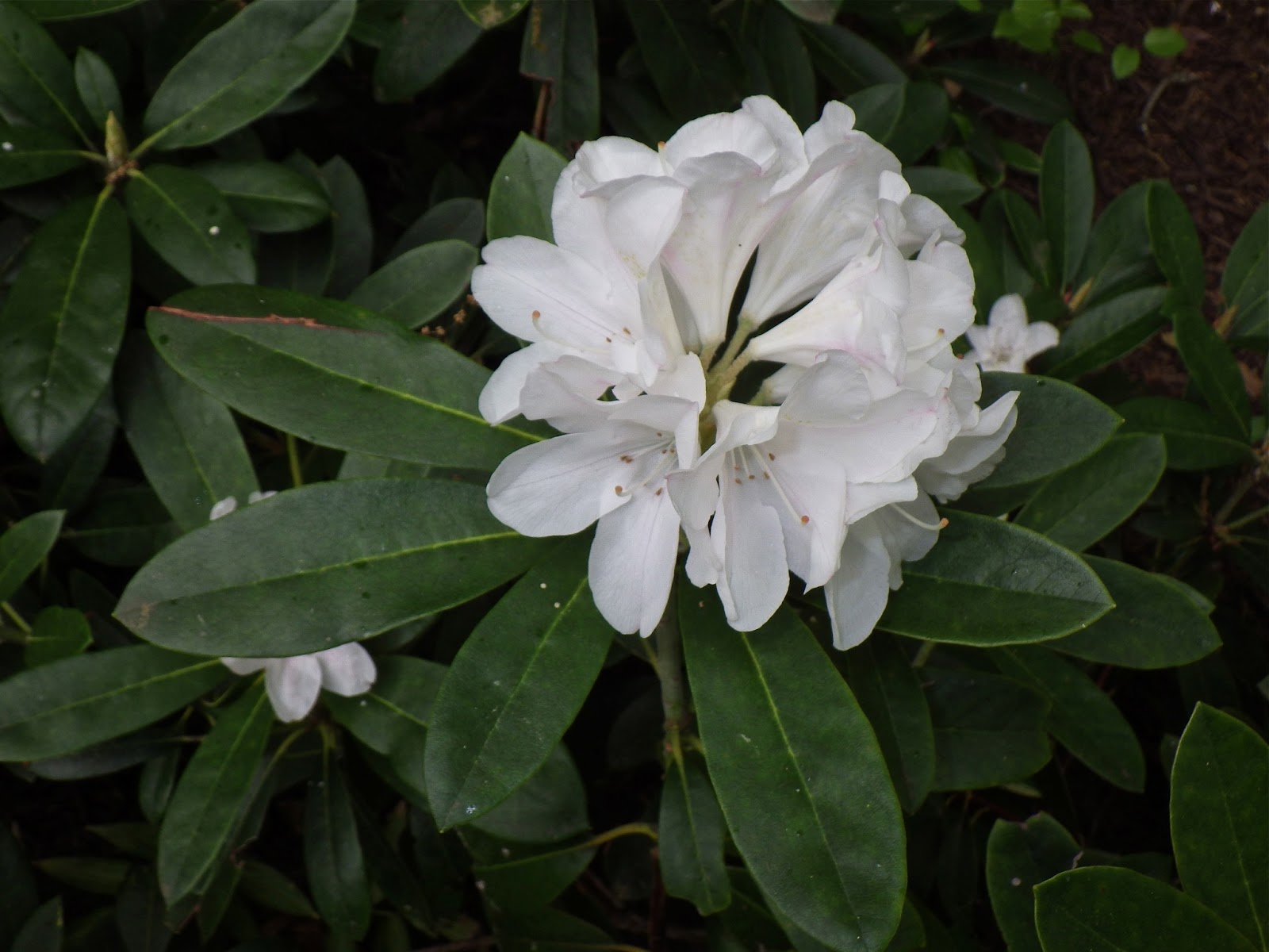 buddy's blog White Rhododendron, Nandina berries, two different Columbine