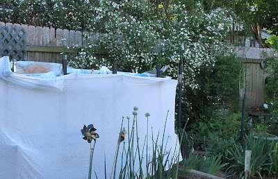 Annieinaustin, tomatoes covered