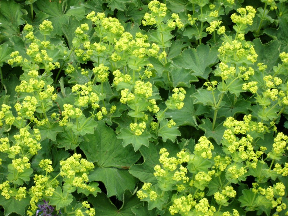 Image result for Alchemilla vulgaris