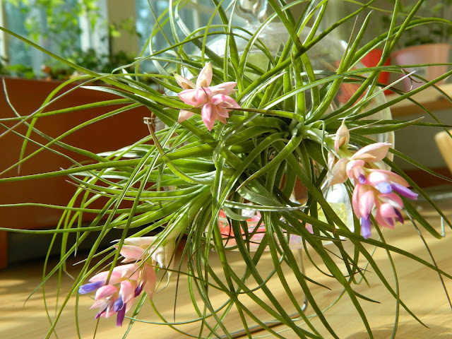 Tillandsia stricta with pretty pink flowers