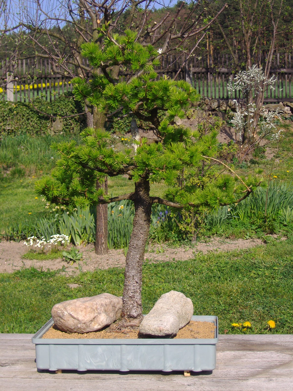 Modřín Gerhard jaro 2006