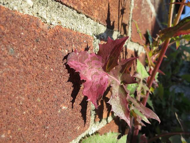 Fleshy red leaf against a red brick wall - probably Smooth Sow-thistle (Sonchus oleraceus)