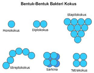 Bentuk - Bentuk Bakteri
