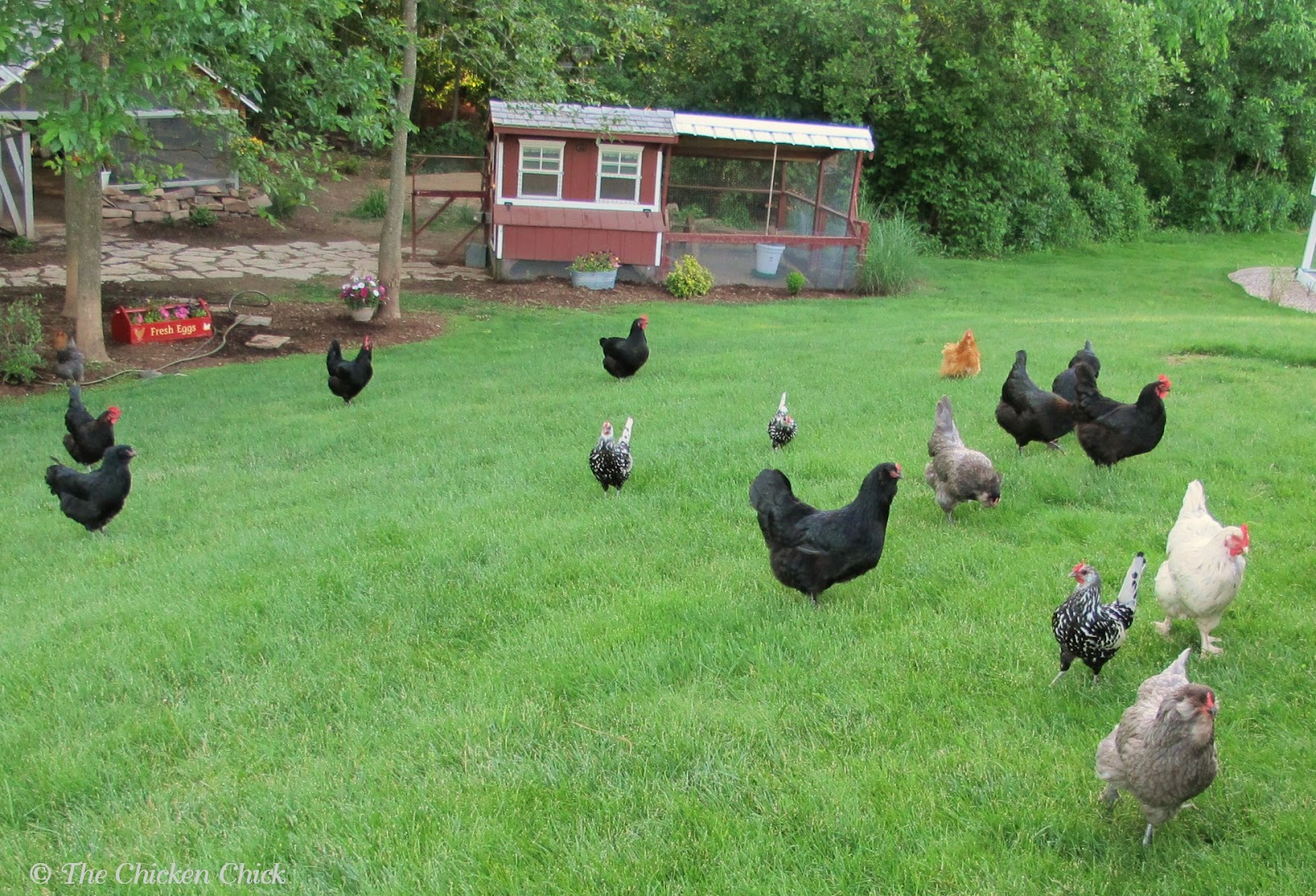 BlueRidgePetCenter Coop Training Chickens to Roost & Use Nest Boxes