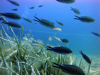 Scuba Plus buceo en Menorca - El dique 2