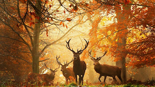 sunset deer nature, image beautiful, free widescreen hd wallpaper 