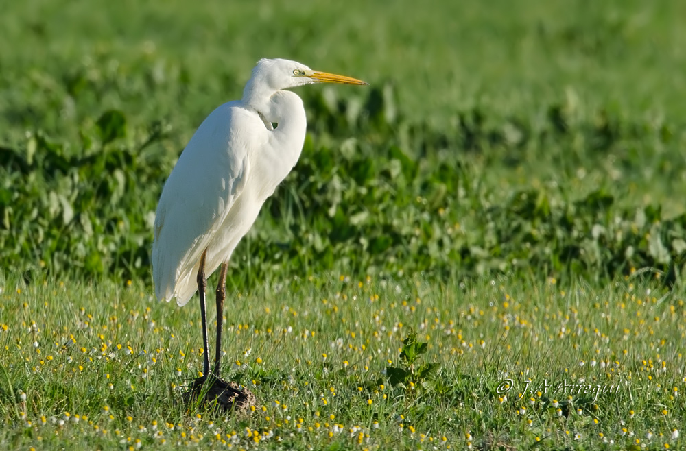 Garceta grande, Eggreta alba, Great Egret Garceta grande, Eggreta alba, Great Egret