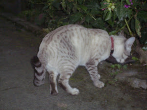 "Suru"  the pet cat of " New Annapurna Guest house".